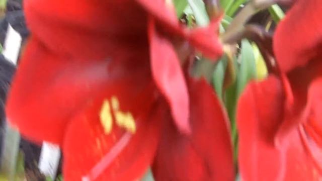 amaryllis Hippeastrum Black Pearl 11 смотреть онлайн