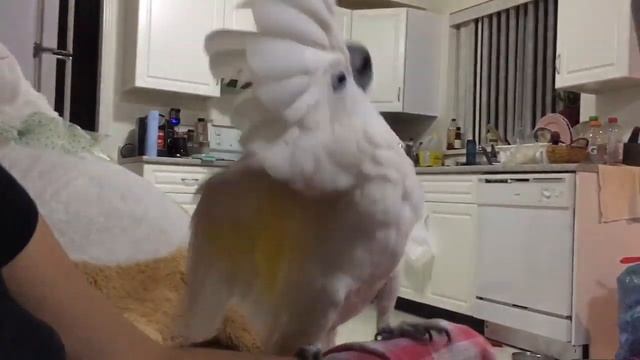 Cockatoo explaining stuff :D смотреть онлайн