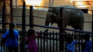 Саша Чёрный. Стихотворение "Слон".