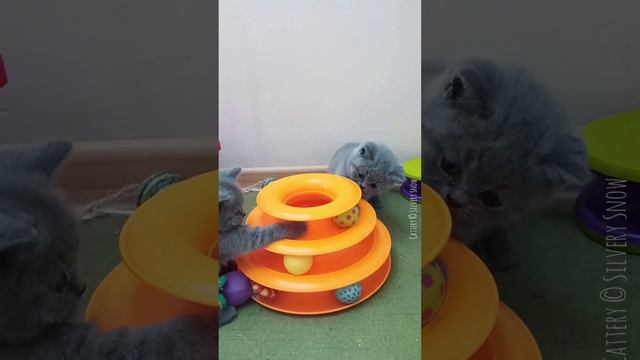 Серия Интерактивные игрушки для кошек и котят. Пирамидка Трек рулит! смотреть онлайн