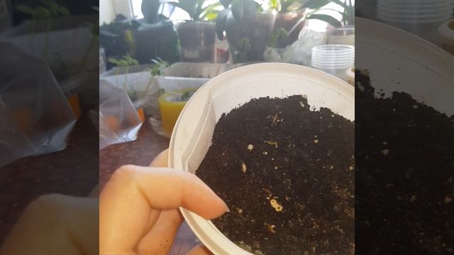 Всходы новых семян: момордика, гипоестес, колеус, бальзамин, гербера, клубника, эвкалипт, кассия др смотреть онлайн