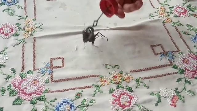 У нас во дворе живёт большой ЖУК-ОЛЕНЬ ?️ или РОГАЧ?! ? смотреть онлайн