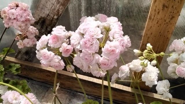 #438."Розовая "тема-топ 3 любимых розебудных пеларгонии! смотреть онлайн