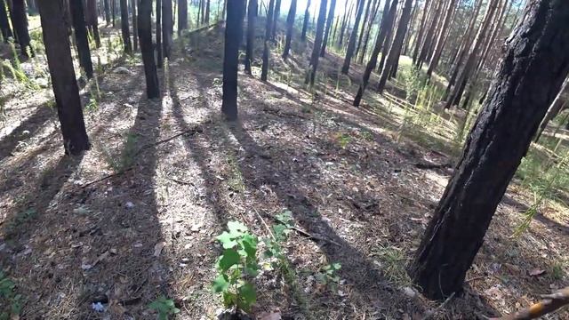 Прогулка по лесу | Ищем грибы смотреть онлайн