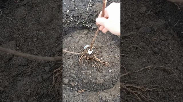 Посадка метельчатой гортензии с ОКС в ноябре.