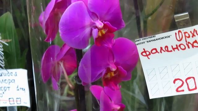 Новый завоз орхидей у Олега! смотреть онлайн
