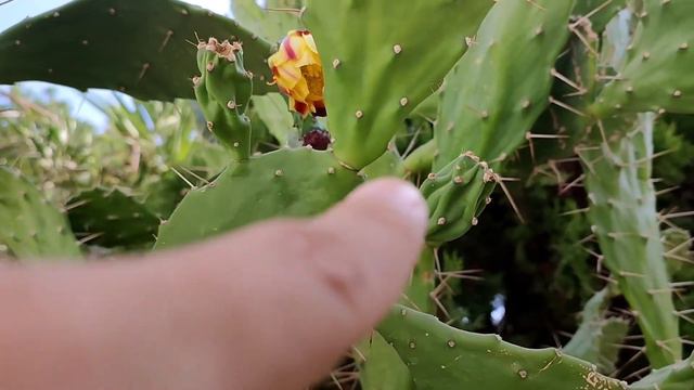 Some facts about Opuntia ficus смотреть онлайн