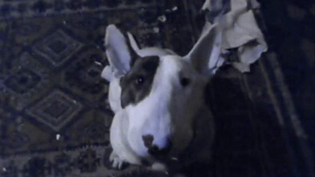 bodger english bull song =puppy love смотреть онлайн