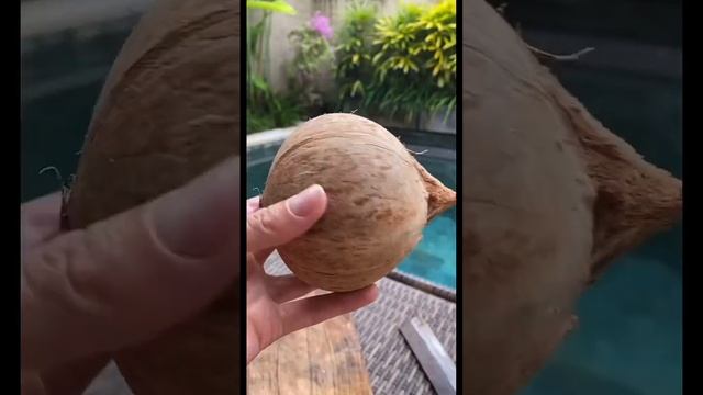 Ошибки при выращивании кокоса #бали #тайланд #кокос #travel #вьетнам #биолгогия смотреть онлайн