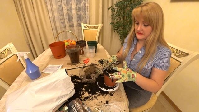 МАК. ВЫРАЩИВАНИЕ И УХОД смотреть онлайн