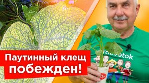 ОТ ПАУТИННОГО КЛЕЩА НА ОГУРЦАХ ПОМОГАЕТ МГНОВЕННО! Самые действенные средства от паутинного клеща