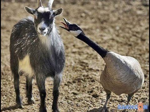 Гуси против коз. Кто победит? смотреть онлайн