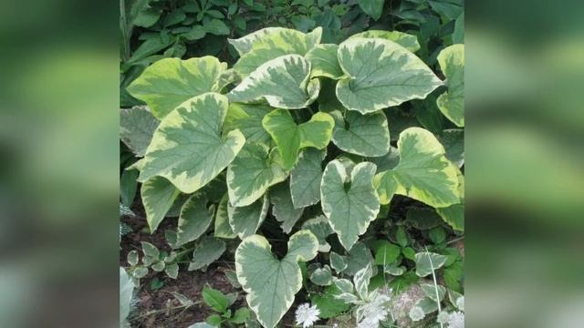 Бруннера крупнолистная Хадспен Крим смотреть онлайн