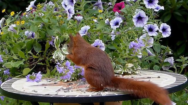 **МУЗЫКА ДЛЯ МЕДИТАЦИИ** Приятного просмотра. смотреть онлайн