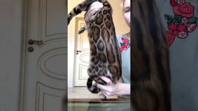 Бенгальская девочка. Бенгальские котята. Мини леопард. Розетка на золоте окрас смотреть онлайн