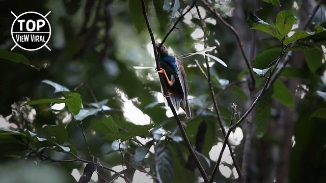 7 AVES DEL PARAISO MAS HERMOSAS Y Únicas En El Mundo смотреть онлайн