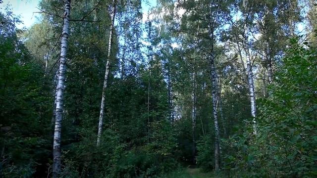 Региональный Роспотребнадзор подвел итоги сезона клещей смотреть онлайн
