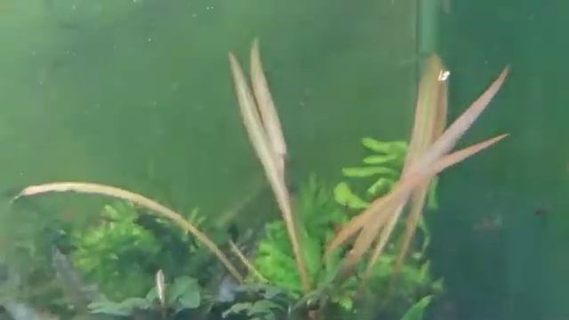 Аквариум ивагуми смотреть онлайн