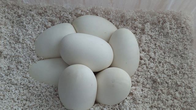 Ball Python Egg Candling. The dos and don'ts... смотреть онлайн