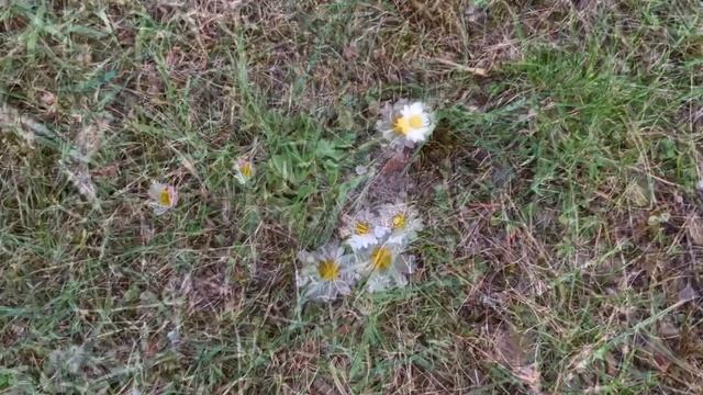 OM asato ma sat gamaya Mantra Japa 6Min смотреть онлайн