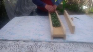 РОЛЛЕР  ДЛЯ  СКРУЧИВАНИЯ  ЛИСТЬЕВ  ИВАН -- ЧАЯ  И  ДРУГИХ  РАСТЕНИЙ.