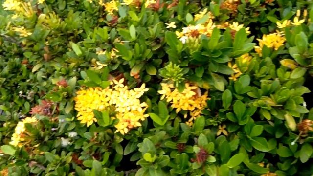 Yellow Santan | Ixora Coccinea смотреть онлайн