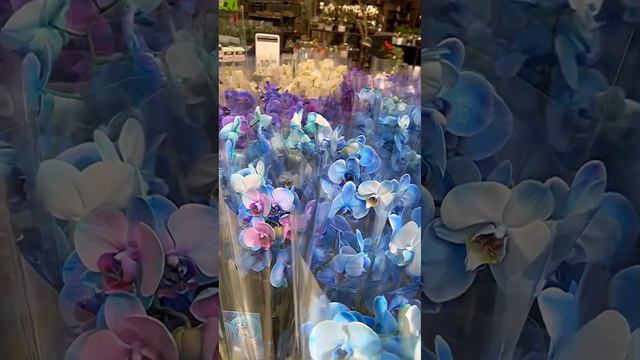 💙Голубые и синие орхидеи. смотреть онлайн