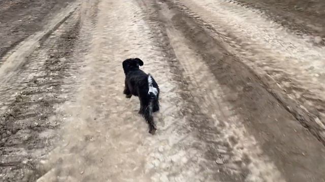 Жизнь в Румынии. Март 2022. Прогулки по городу, лесу и парку! смотреть онлайн