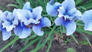 Сибирский ирис. Сорт Диэ Дилайт. Цветущий куст редкой окраски в саду. Середина июня 2021 год.