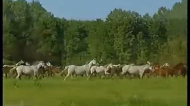 Табун Песня на стихи Есенина/ Russian Poetry: Poem By Sergei Yesenin The Herd