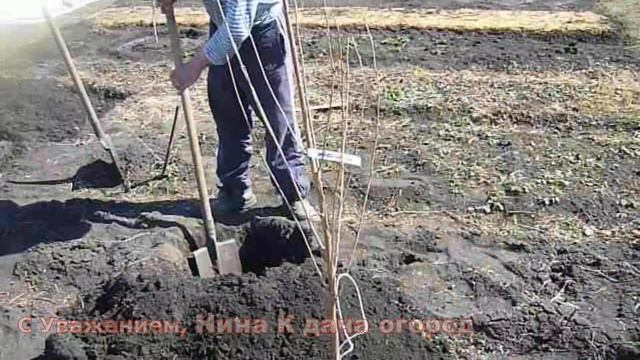 Вишня ? Посадка Саженца Вишни Весной? Как правильно сажать вишню сорт шоколадница выращивание смотреть онлайн