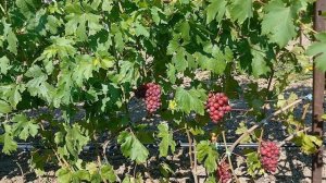 Виноград  Маша 2024.mp4