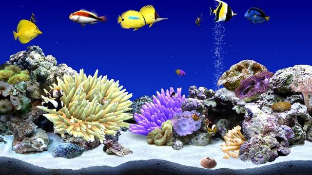 Digifish Clownfish Tank 4 (4K) смотреть онлайн