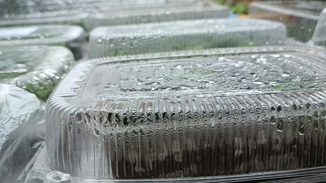 С Новым Годом. Чудеса сбываются. Обзор цветов в конце 2022 года. смотреть онлайн