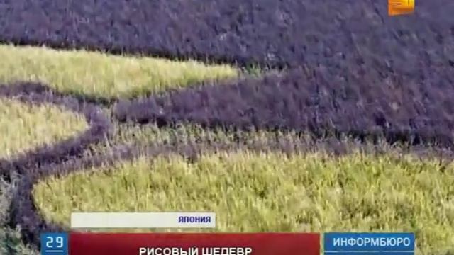 В Японии высадили гигантский рисунок из рисовых полей, который вошел в Книгу рекордов Гиннеса смотреть онлайн