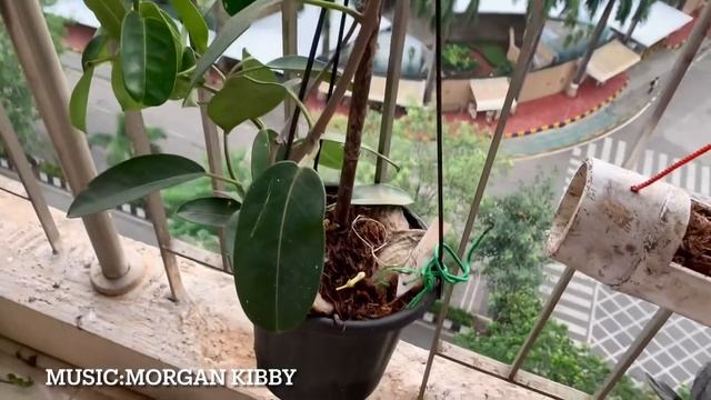 Stephanotis floribunda from my balcony, Mumbai смотреть онлайн