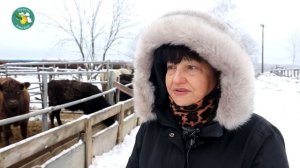 Идеальный фермерский скот. Галловеи - неприхотливые, сильные, мясные.