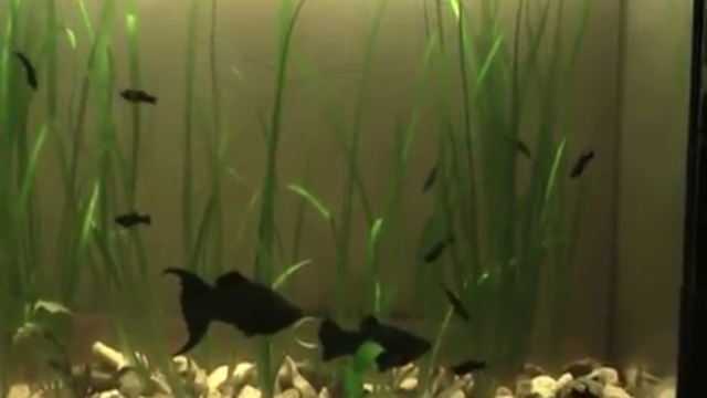 Рыбки Моллинезии самец и самка, мальки. Основное различие. Новости Жирновска - форум ЖИРАФ смотреть онлайн