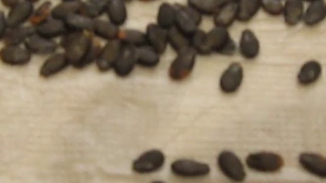 Семена жёлтых арбузов смотреть онлайн