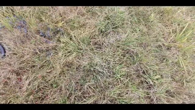 Когда непонятно где искать монеты, я просто делаю так!!! Копал с табуном лошадей!!! смотреть онлайн