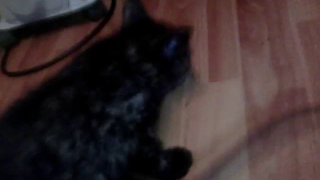 Мой котёнок : ) (зайди в описание) смотреть онлайн