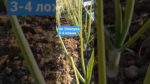 луковая муха и не приблизится!👍 смотреть онлайн