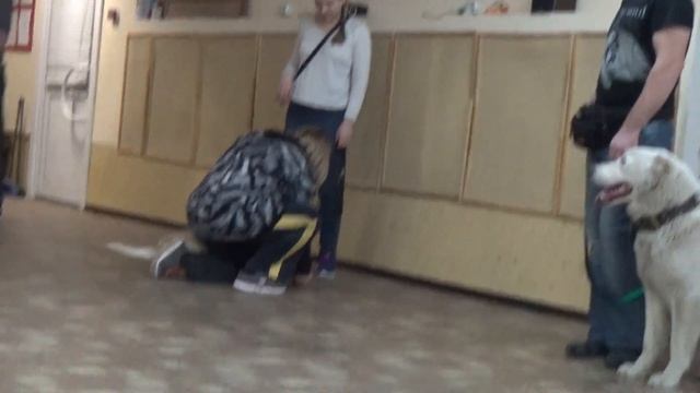 Уроки дрессировки, базовые команды. - YouTube.№5 смотреть онлайн