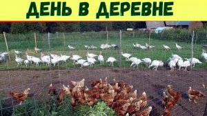 «Работа без начальников» или день в небольшом деревенском хозяйстве!