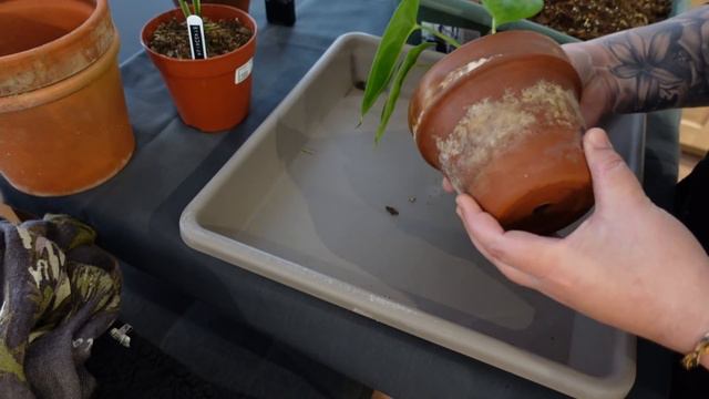 Avoir De Beaux SYNGONIUMS | Le Mélange Que J'utilise Leurs Va Tellement Bien! | Rempotage