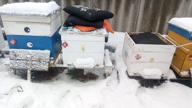 Спасаю пасеку. Зимовка пчел 2022 . Поможет ли?