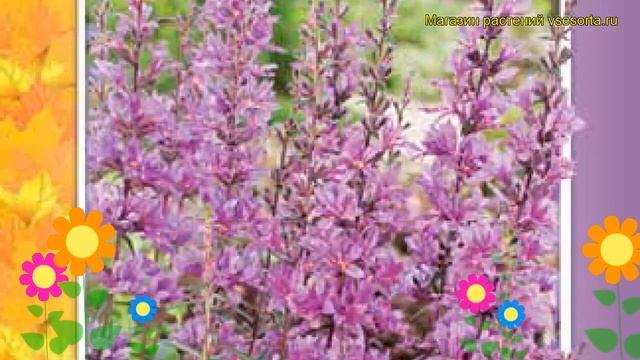 Дербенник иволистный Розовый. Краткий обзор, описание характеристик lythrum salicaria смотреть онлайн