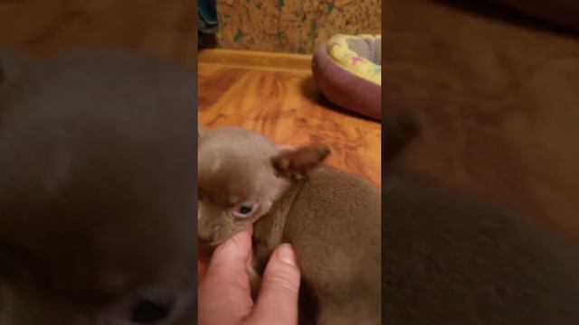 Голубые мальчишки чихуахуа смотреть онлайн