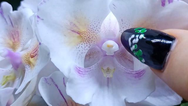 Phal. [Tying Shin Swallow × (Yaphon Big Mouse × Fusheng's Bridal Dress)] '1214' (Орхидеи Обнинск)