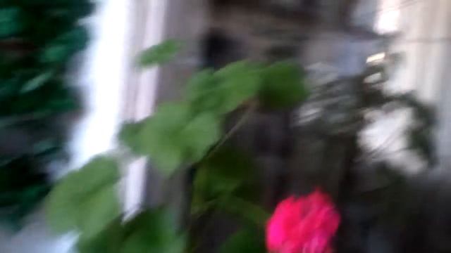 Зимний сад. смотреть онлайн